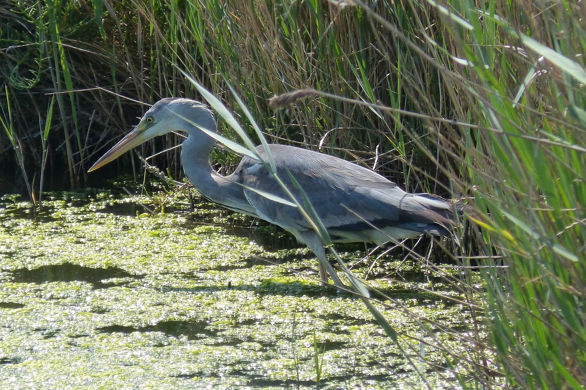 Aves-diversas-para-observar-en-el-Delta-del-Ebro