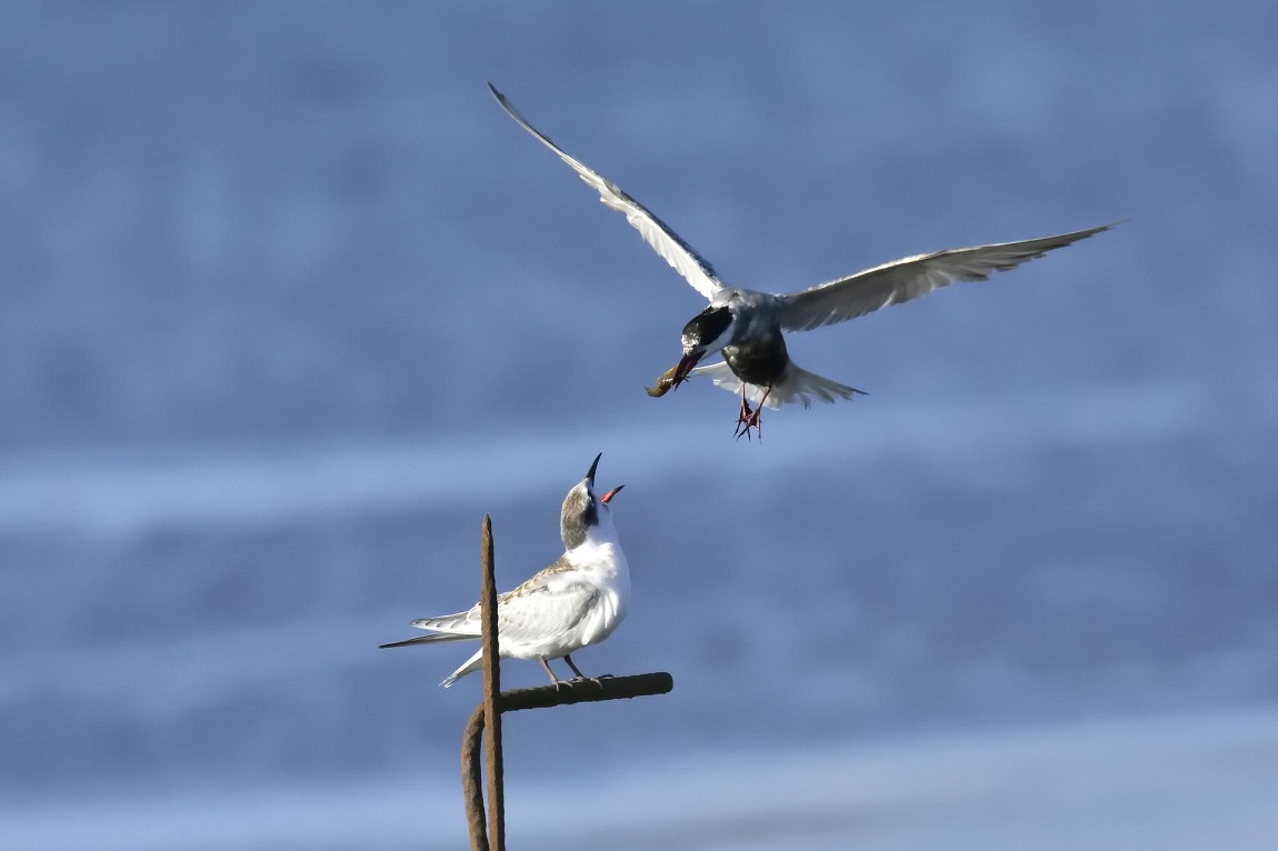 Parque-Natural-del-Delta-del-ebro-lugar-de-nidificacion-de-mas-de-300-especies-de-aves.